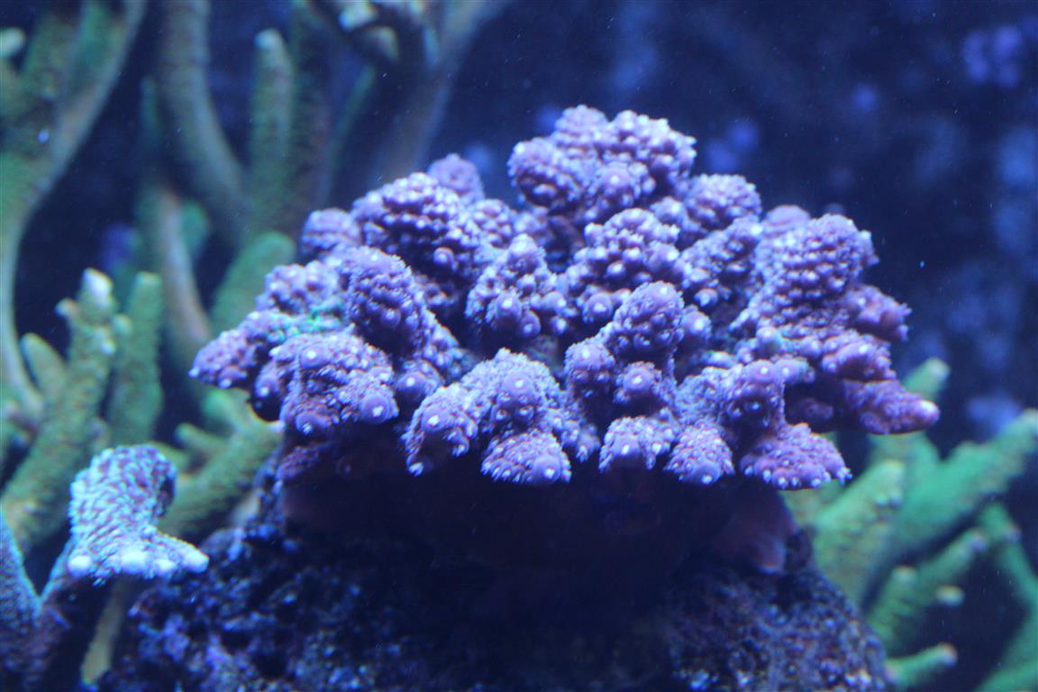 corals 10