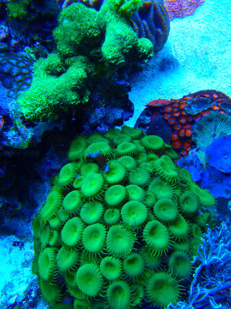 Corals 8