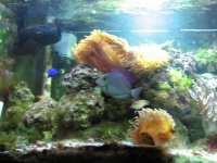 JacquesB - new-look aquarium pics - NEW UDPATES 2