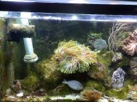 JacquesB - new-look aquarium pics - NEW UDPATES 3