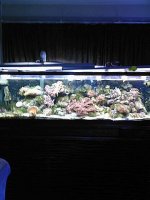 JacquesB's updated pictures of my 2 metre tank 4