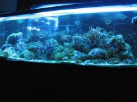 JacquesB's tank pics - updated - actinics only
