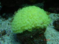 Yellow coral