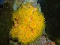 Orange Sun Cup Coral