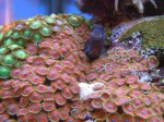 corals 8