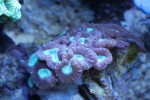 corals 4