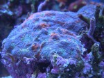 corals 6