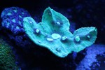 corals 9