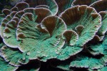corals 9