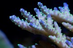 corals 2