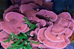 corals 7