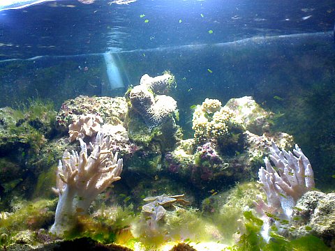 Jacques' 2 metre tank - updated pics 4