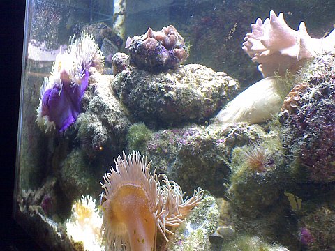 Jacques' 2 metre tank - updated pics 5