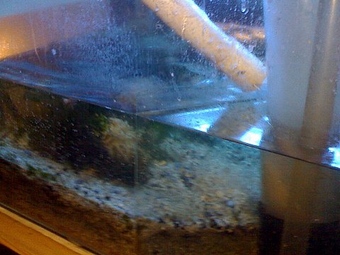 Jacques' 2 metre tank - updated pics - sump