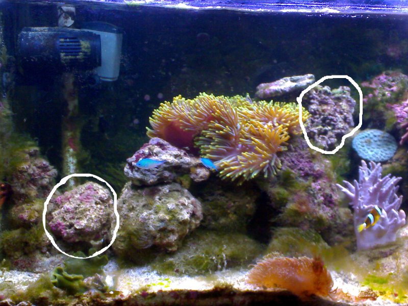 Jacques' 2 metre tank - updated pics - 2 2