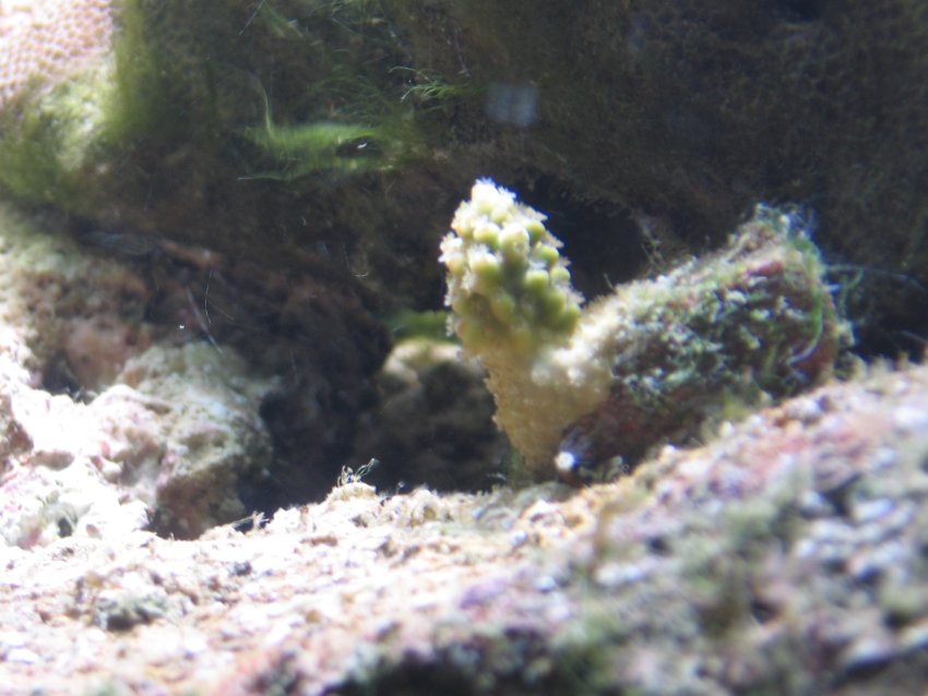 JacquesB - new-look aquarium pics