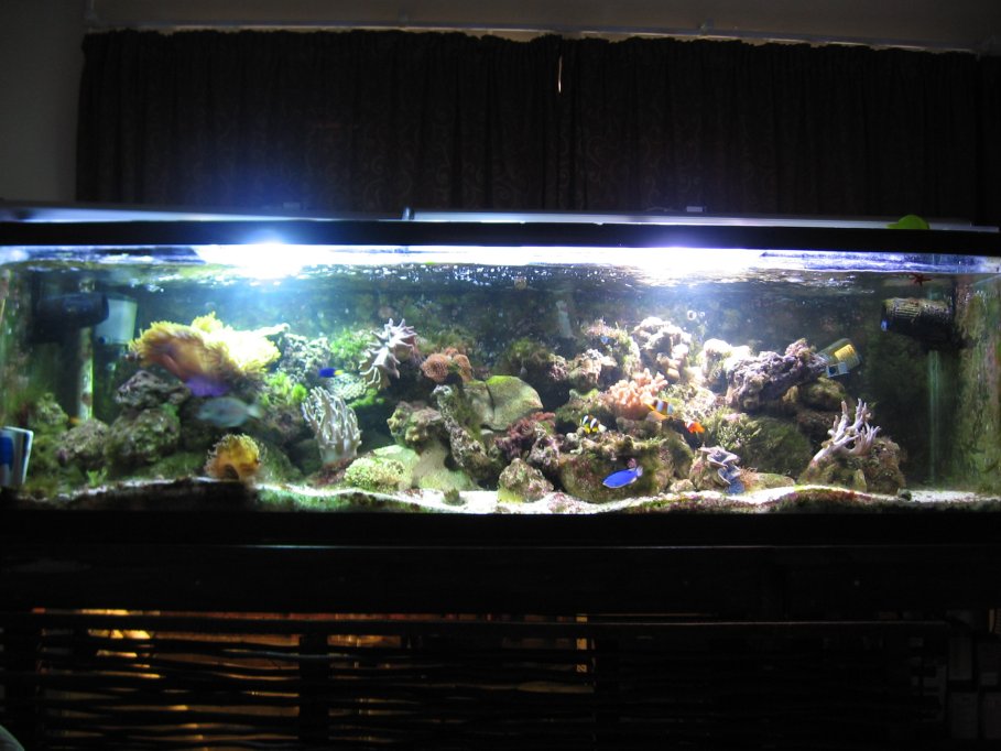 JacquesB - new-look aquarium pics - NEW UDPATES