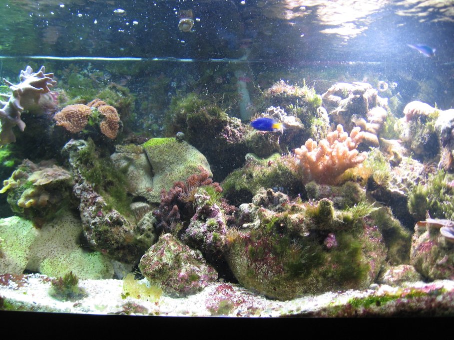 JacquesB - new-look aquarium pics - NEW UDPATES 4