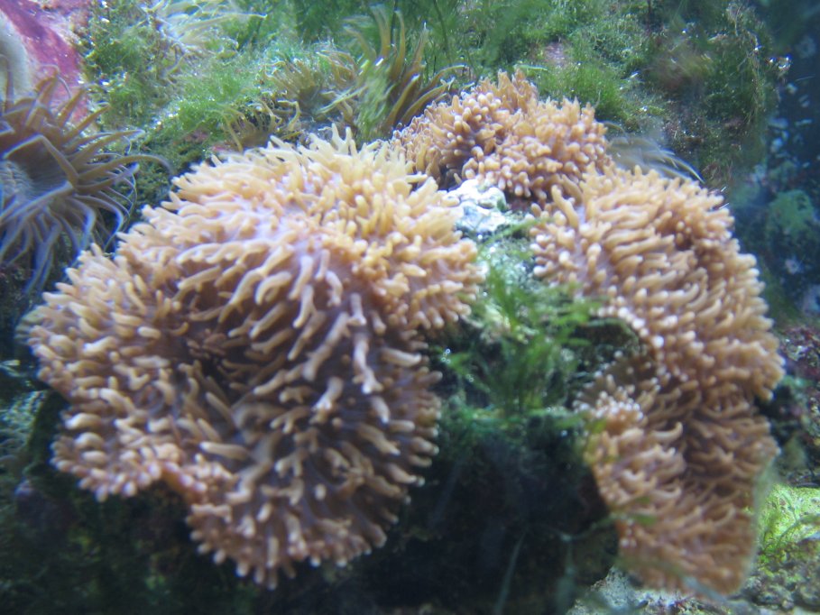 JacquesB - new-look aquarium pics - NEW UDPATES 3