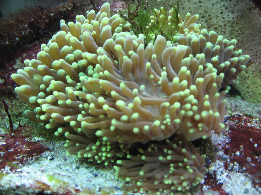 JacquesB - new-look aquarium pics - NEW UDPATES 4