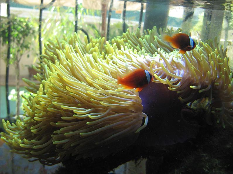 JacquesB's latest Updated pics - 2 metre tank 4