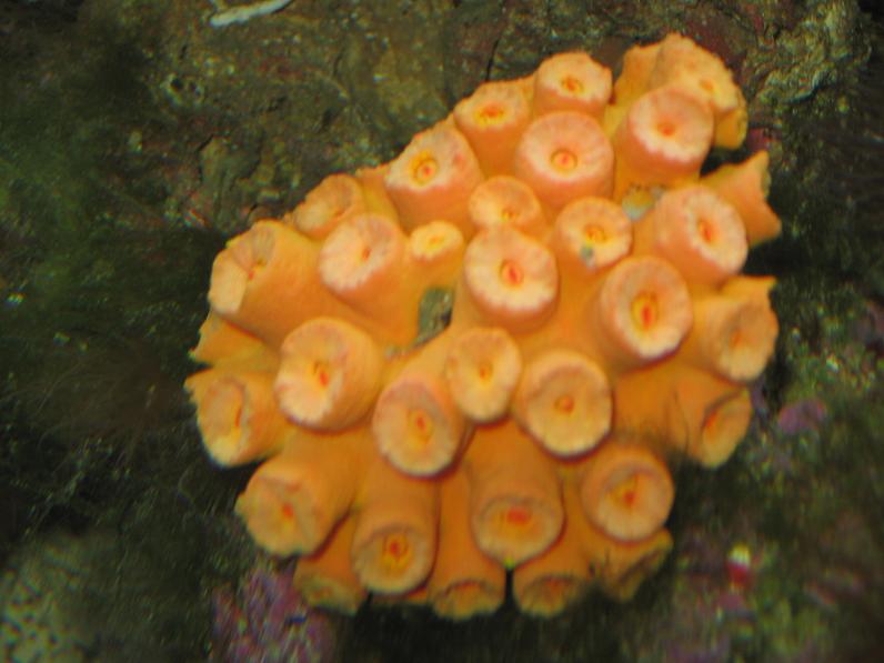 JacquesB's latest Updated pics - 2 metre tank 6