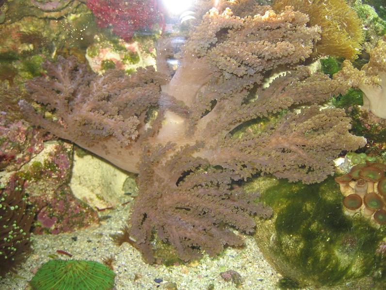 JacquesB's latest Updated pics - 2 metre tank 7