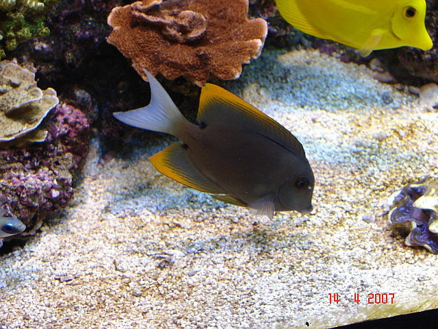 Northlans SPS System 5