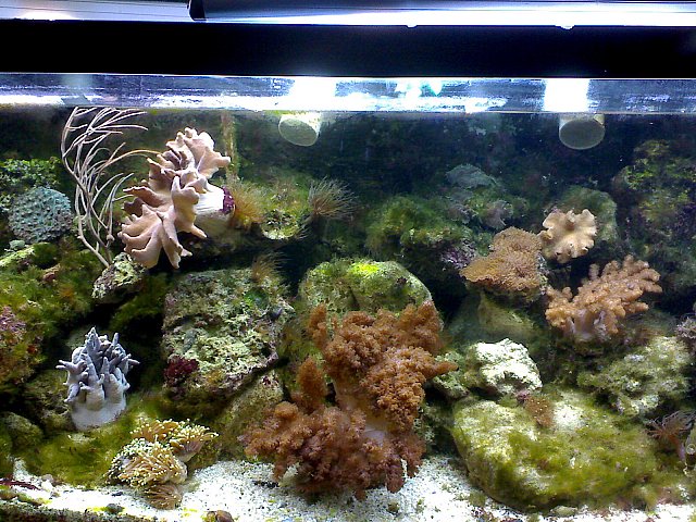JacquesB - new-look aquarium pics - NEW UDPATES 2