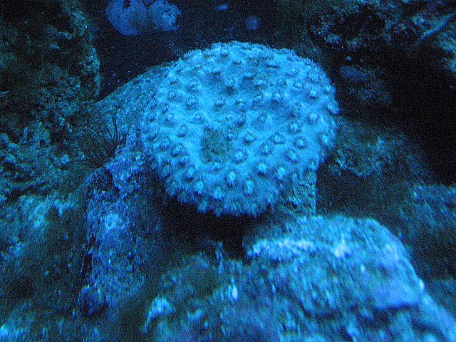 JacquesB's tank pics - updated - actinics only