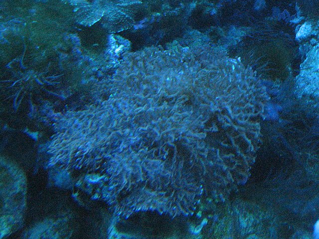 JacquesB's tank pics - updated - actinics only 5