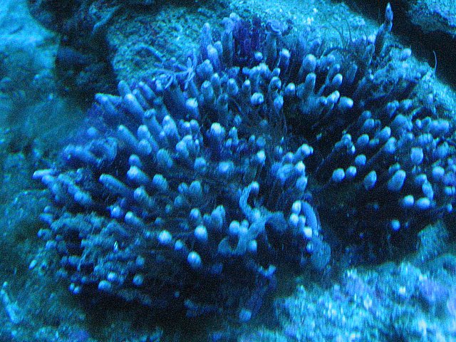 JacquesB's tank pics - updated - actinics only 6