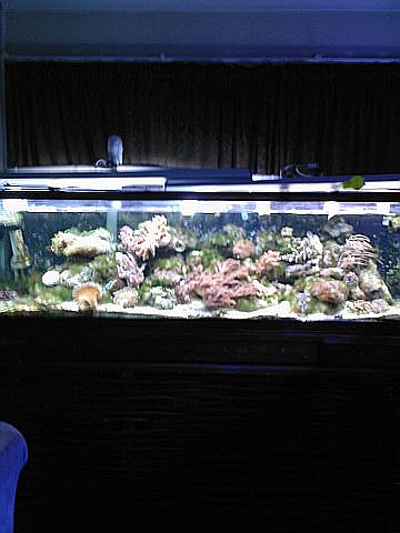 JacquesB's updated pictures of my 2 metre tank 4