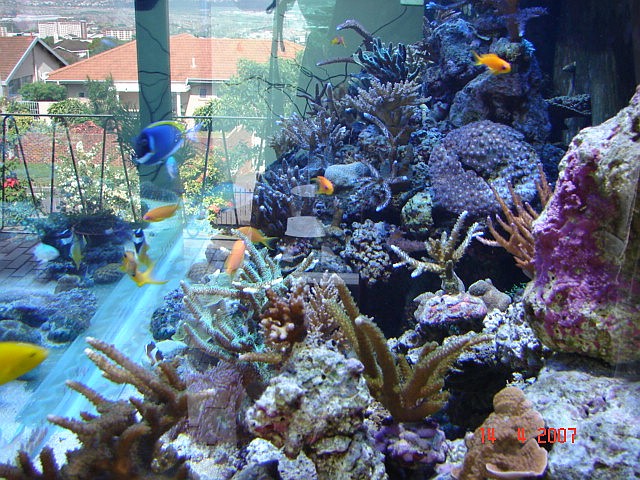 Dragon Reef 1 year 2