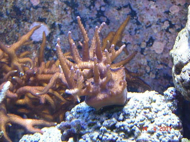 Dragon Reef 1 year 5