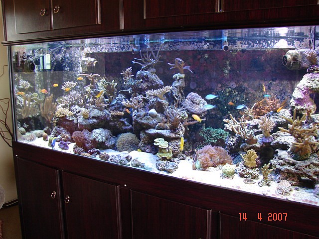 Dragon Reef 1 year 7