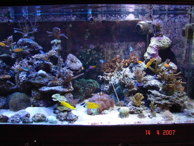 Dragon Reef 1 year 9