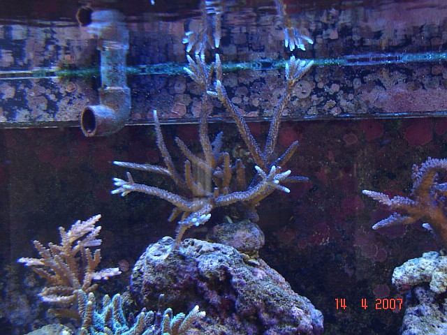Dragon Reef 1 year 9
