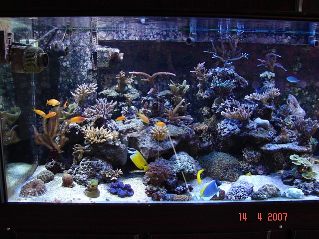 Dragon Reef 1 year 8