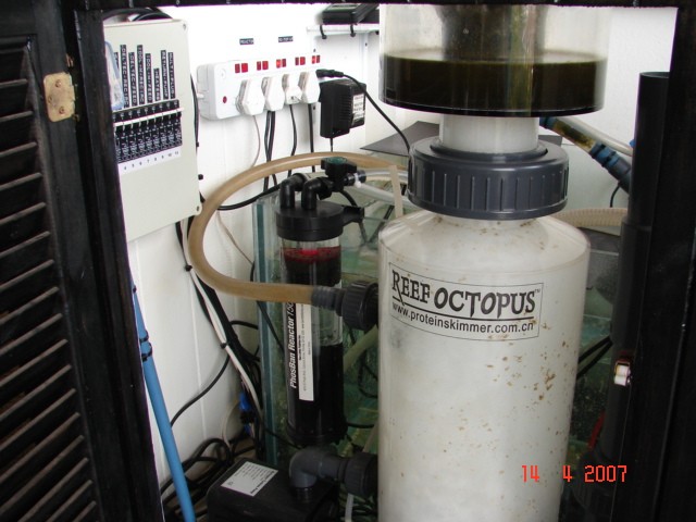 Dragon Reef 1 year 5