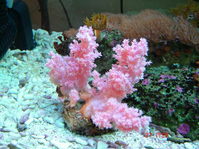 Pink soft coral