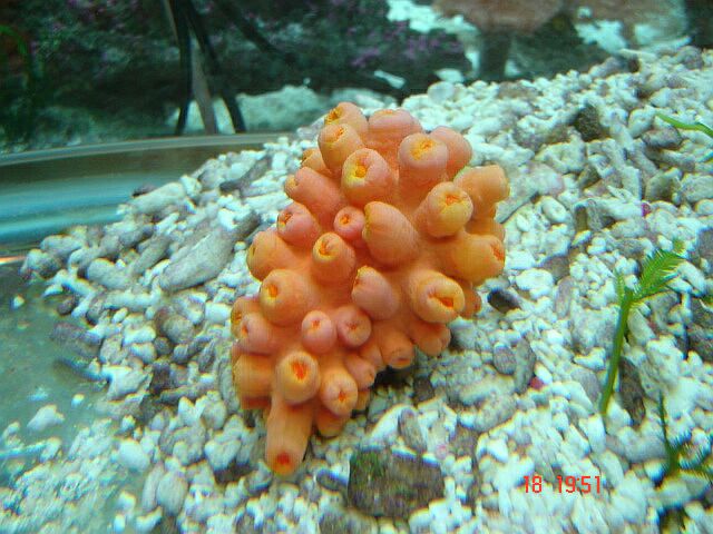 Sun coral