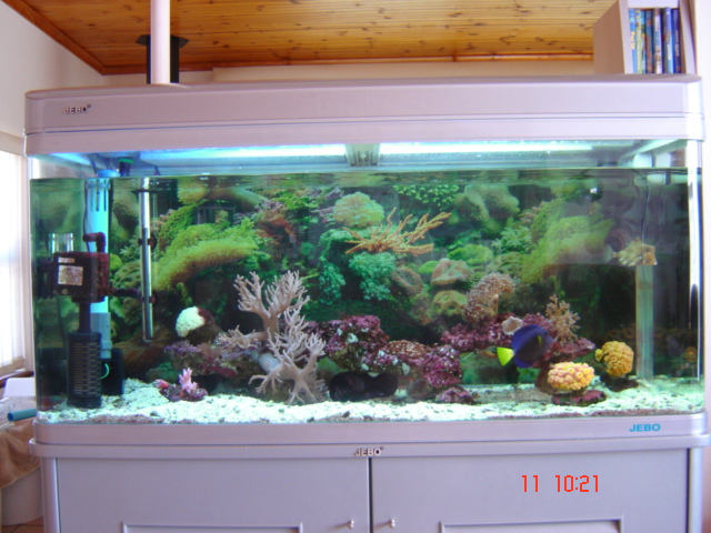 Tank pic with "skimming" pump on the left.