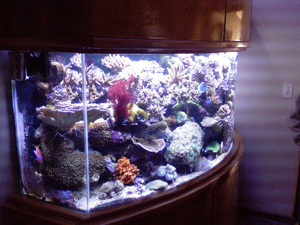 Meeting 5 - Bob the Reef Builder's System 2