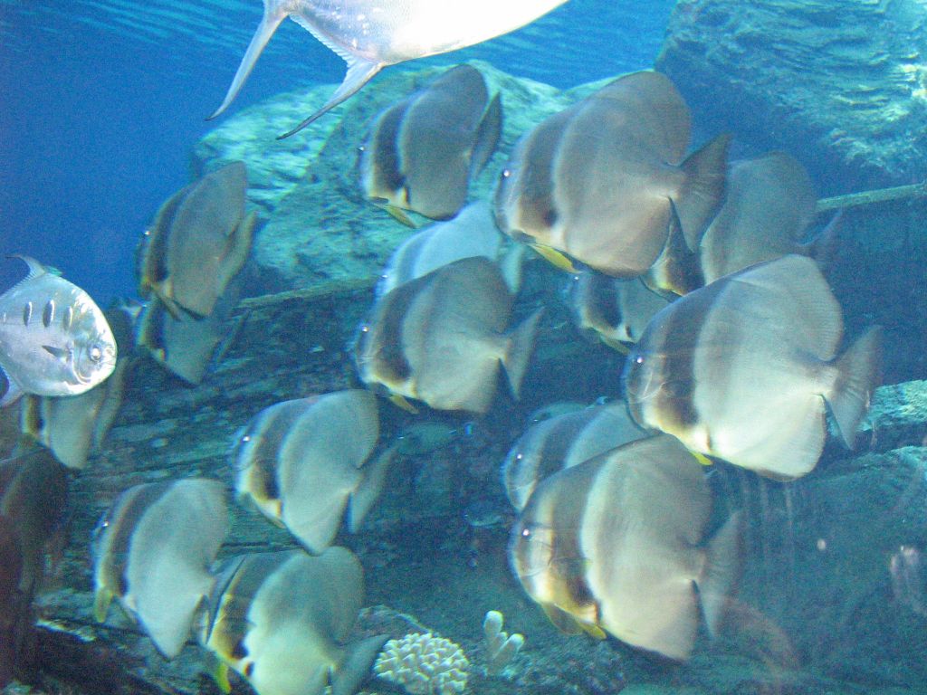 SARKAB 2006 Durban 10