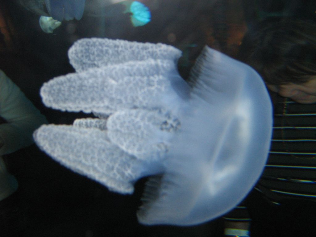 SARKAB 2006 Durban 8