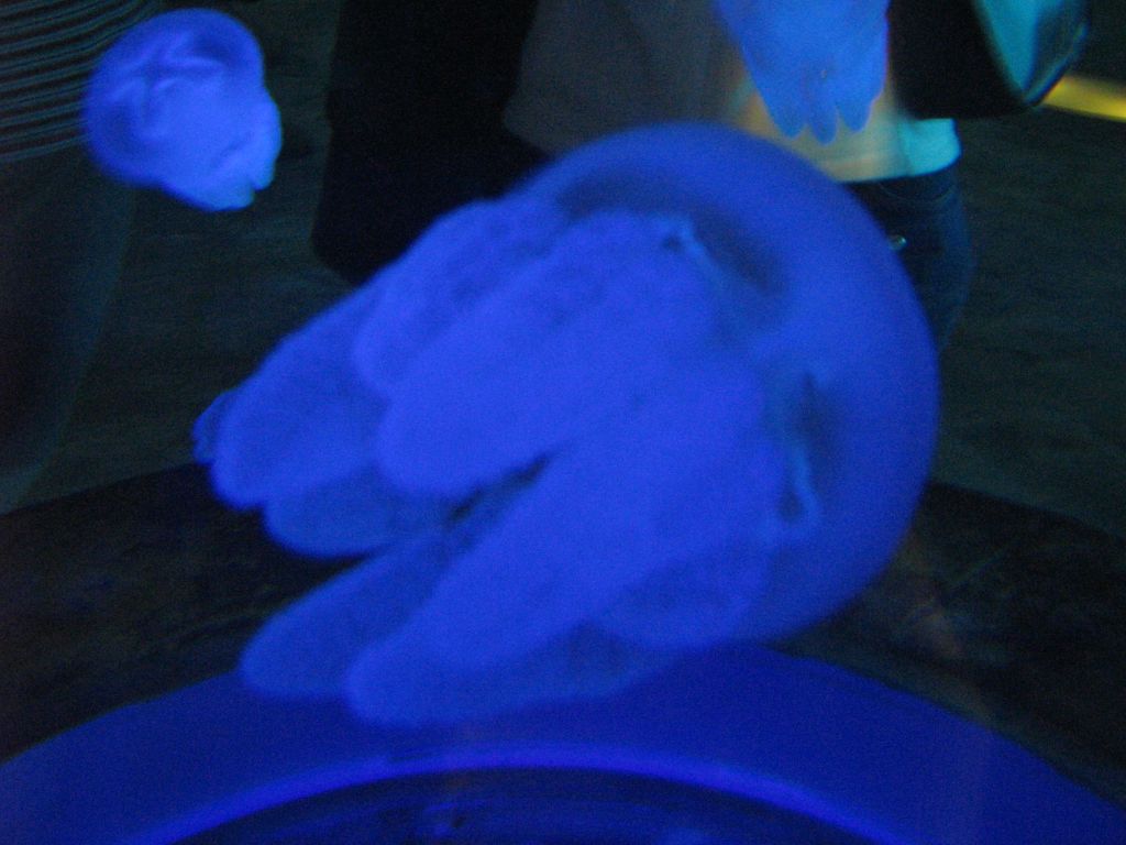 SARKAB 2006 Durban 9