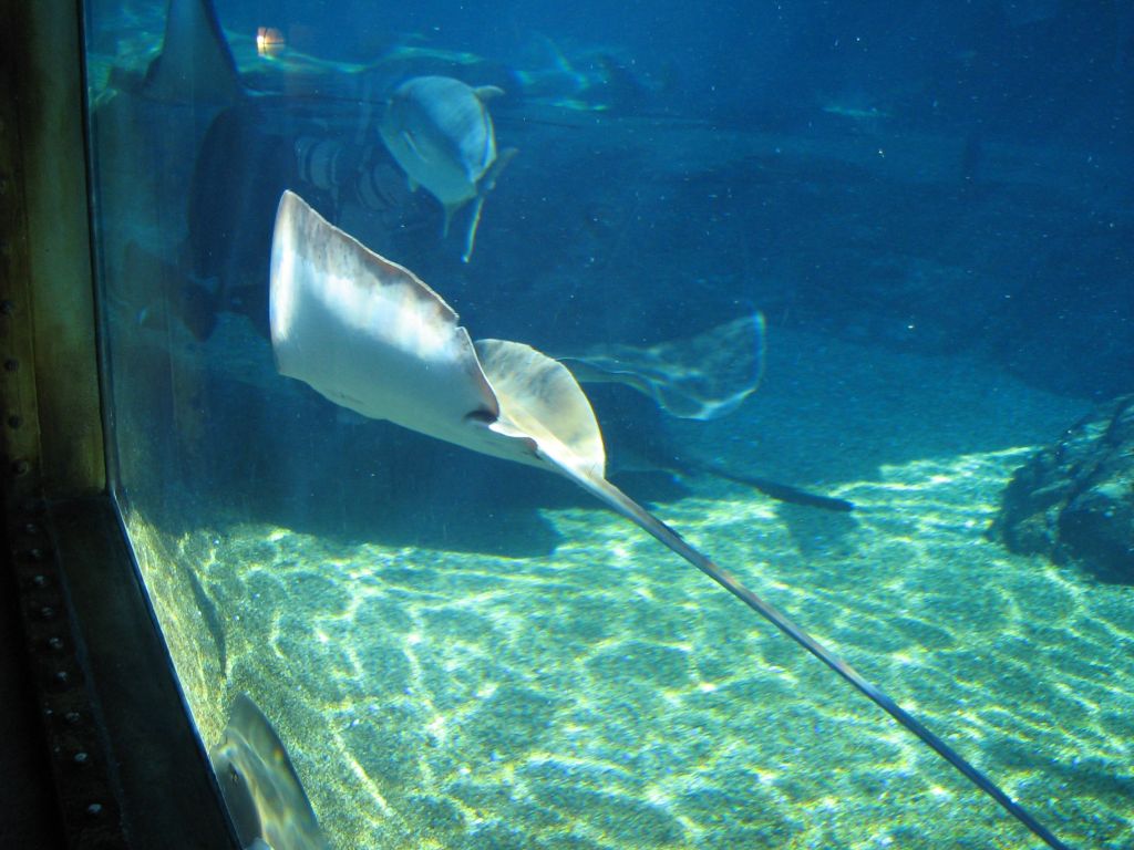 SARKAB 2006 Durban 8