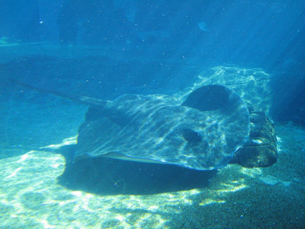 SARKAB 2006 Durban 9