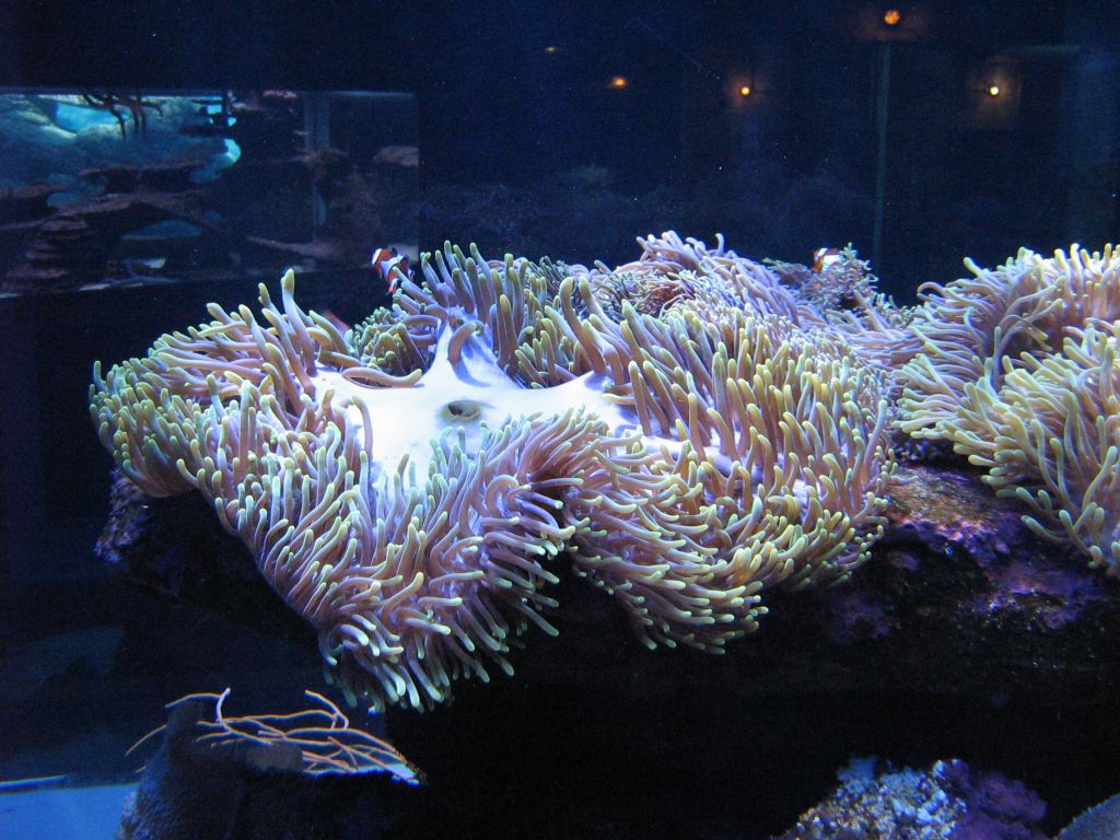 SARKAB 2006 Durban 3